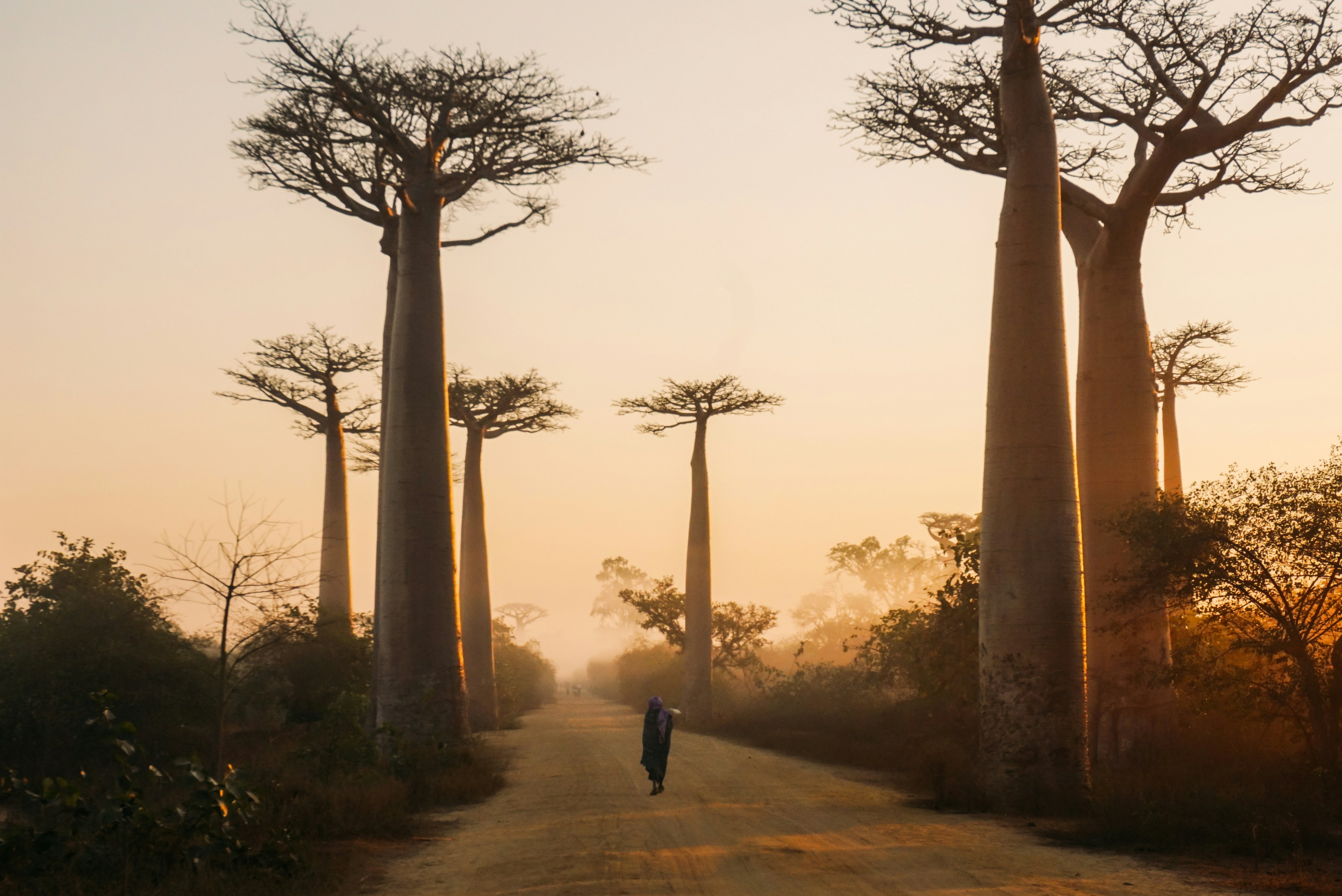 Avenue of the Baobabs, Madagascar