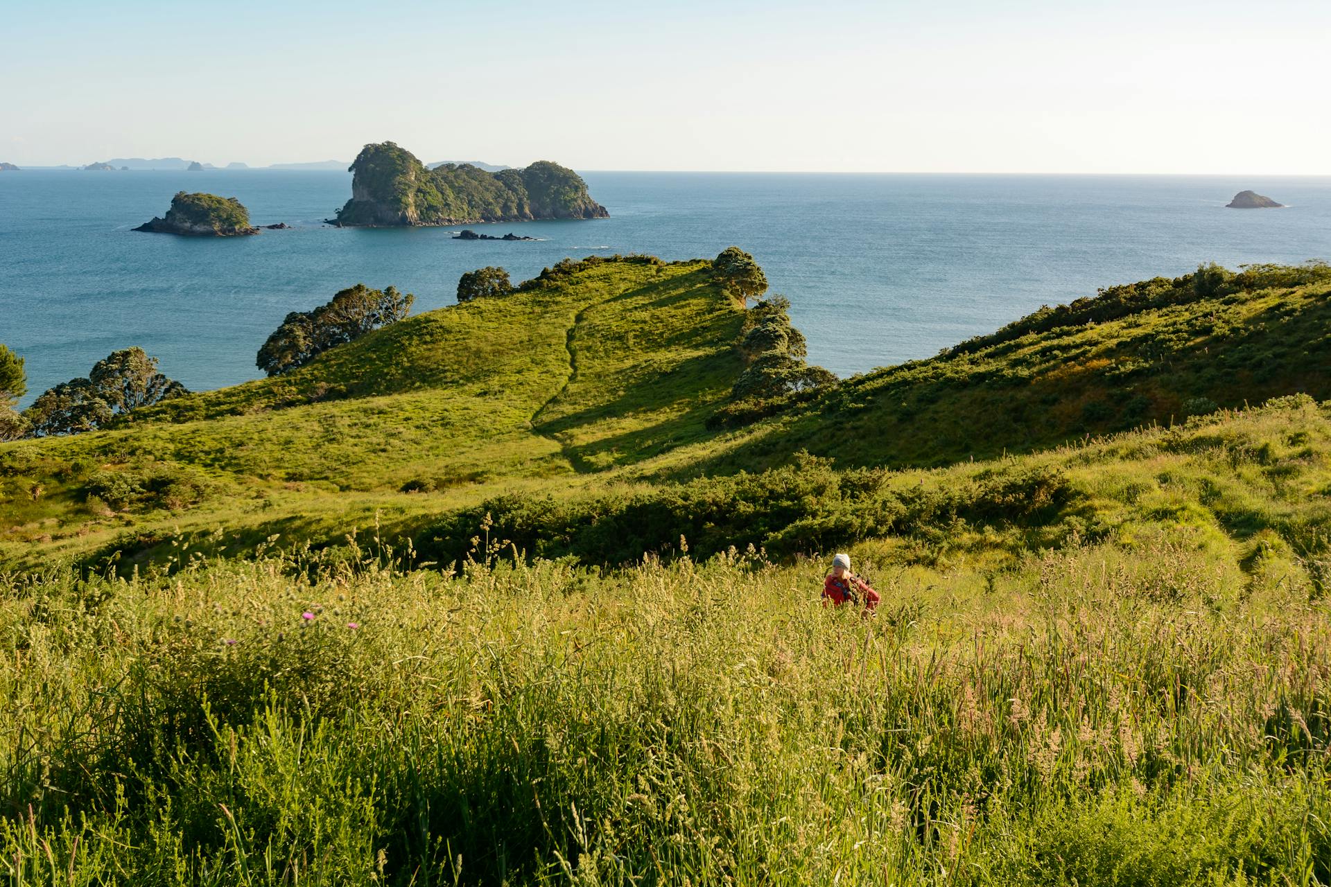 Islands and grasslands in New Zealand